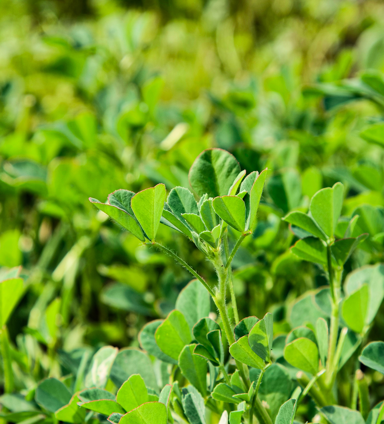 spinach-leaves-bg.jpg