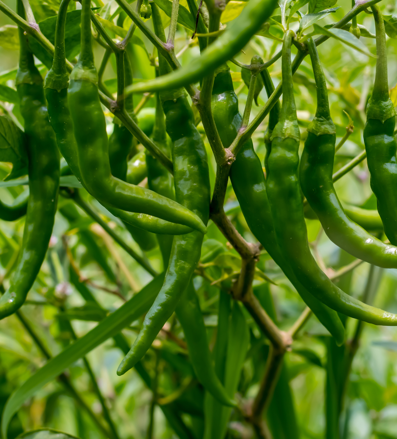 green-chillies-plant